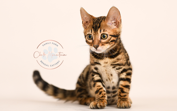 Bengal kitten for sale